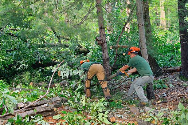 Best Tree Mulching  in USA